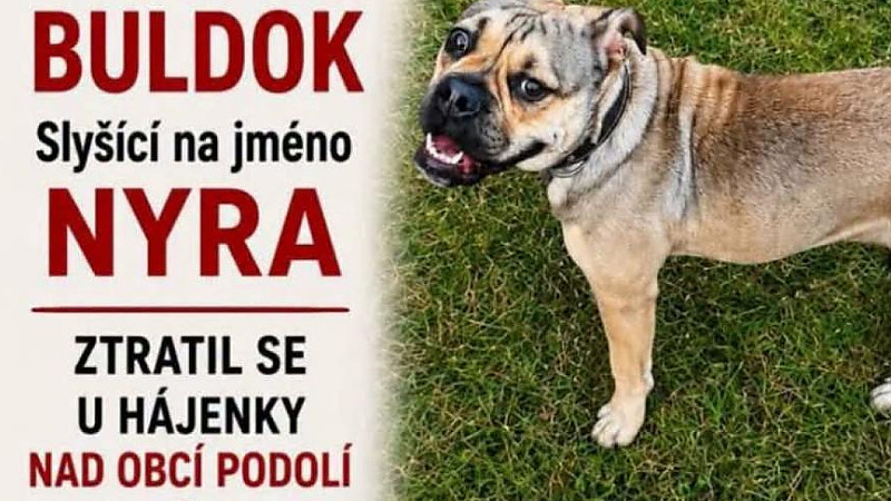 Hledá se pes - buldog Nyra.